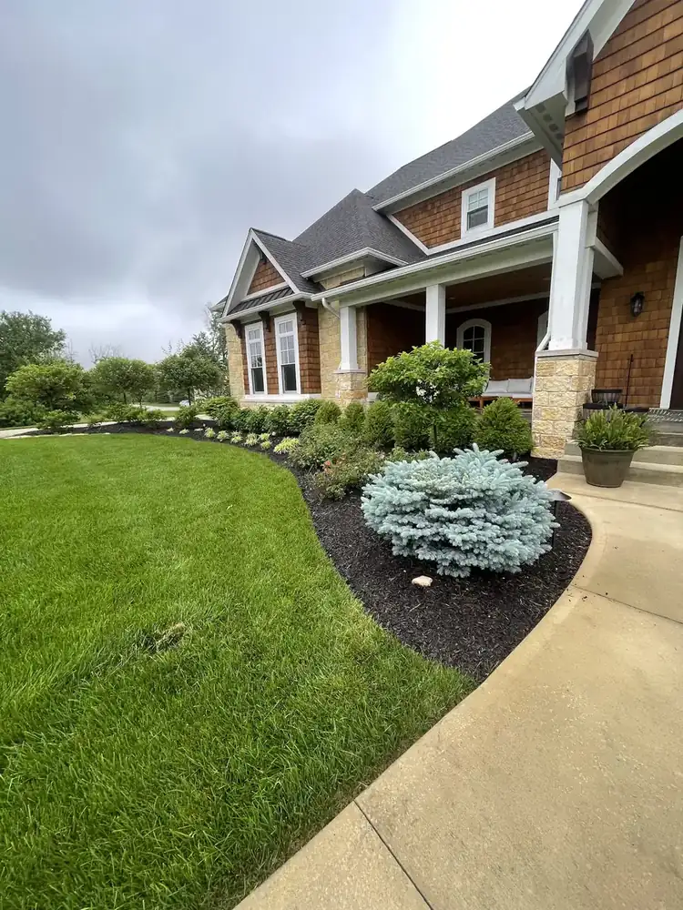 Curved landscape bed with blue spruce and fresh mulch along a front walk, by J’s Design