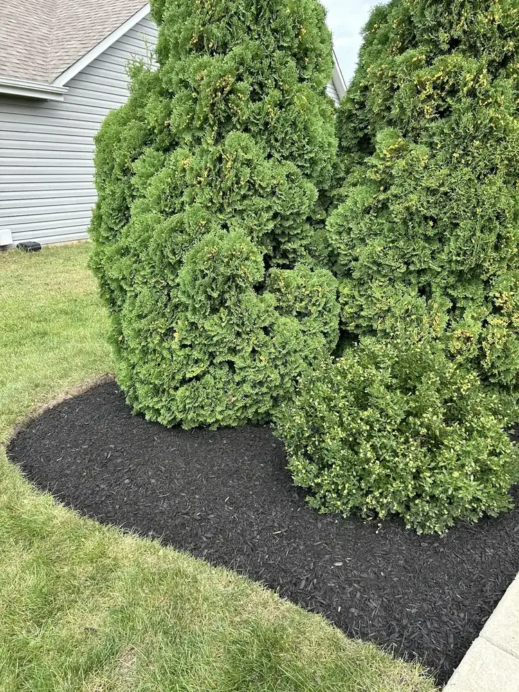 Evergreen shrubs in a freshly mulched bed by J’s Design