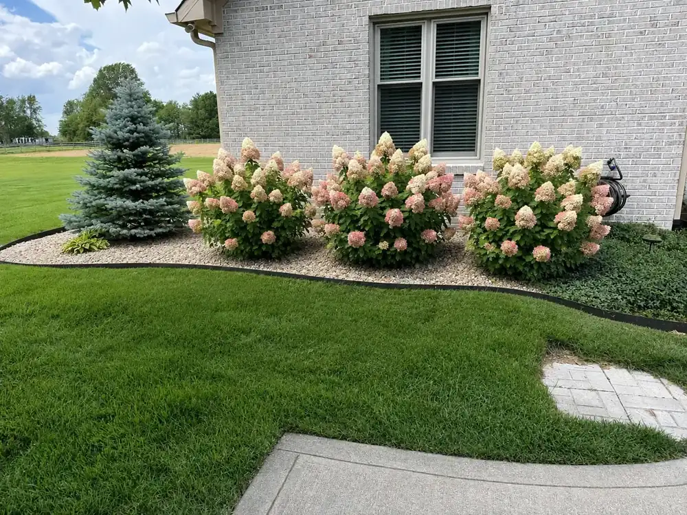 Refreshed hydrangea bed with a clean edge along the lawn, by J’s Design