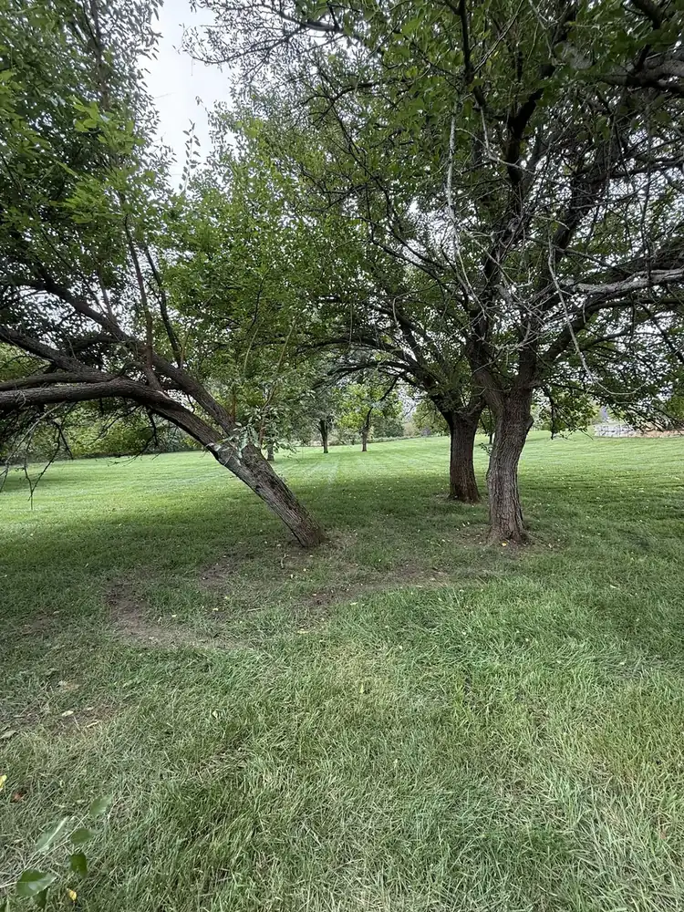 Mowed lawn under mature shade trees maintained by J’s Design
