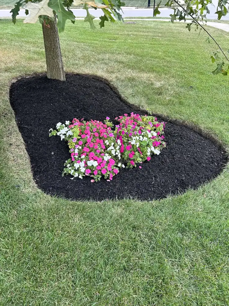 Tree ring bed with fresh black mulch and pink flowers